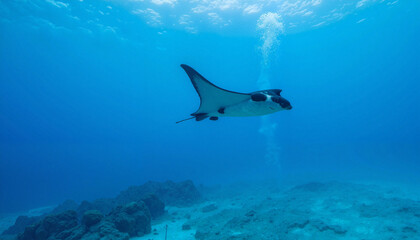 Fototapeta premium Active manta ray gliding peacefully through blue waters, marine beauty
