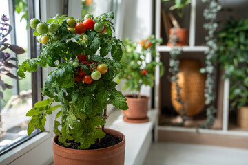 Red cherry tomatoes first appear on branch of plant in pot on home windowsill. Home gardening, indoor cultivation, organic produce, sustainable urban horticulture. Domestic gardening, farming