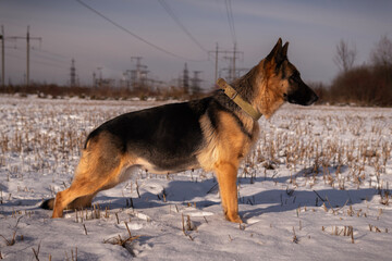 german shepherd dog on the snow