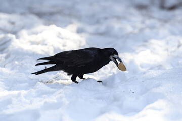 Crow in a winter park. Birdwatching in the city.