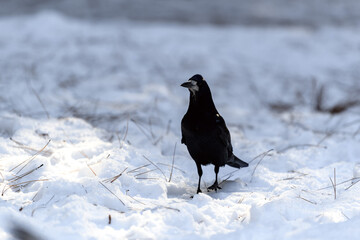 Crow in a winter park. Birdwatching in the city.