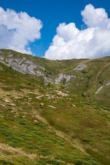A Flock Of Sheep On A Rocky Meadow, Green Grass, Blue Sky With Clouds In The Background