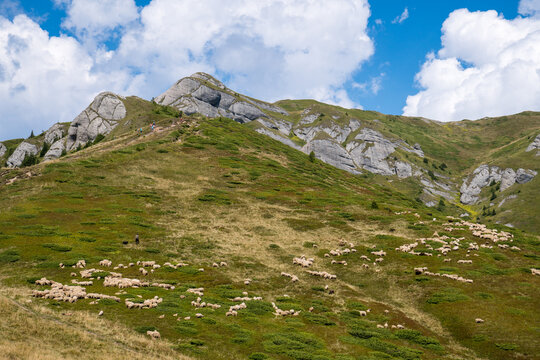 A Flock Of Sheep On A Rocky Hill, Green Meadow, Blue Sky With Clouds In The Background