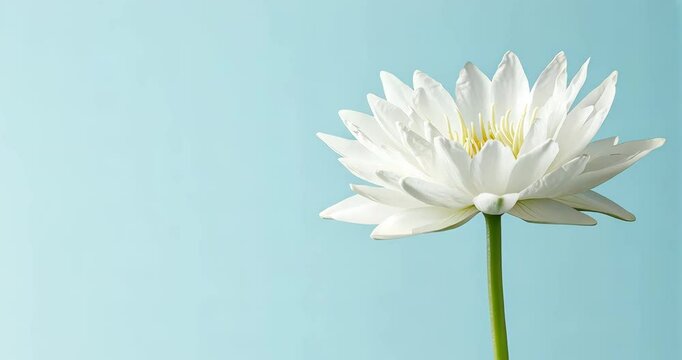 Timelapse of white water lily blooming on blue background