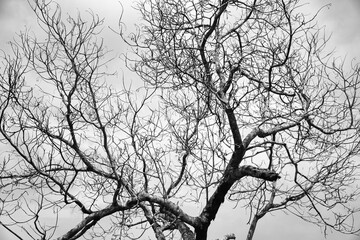 Black and White Image of a Bare Tree Against a Cloudy Sky