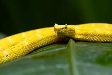 Bothriechis schlegelii, known commonly as the highland eyelash-pitviper or Schlegel's eyelash-pitviper lying on a leaf in the middle of the rainforest with its tongue sticking out.