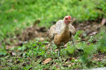 Free-Range Chicken in a Lush Green Garden Setting