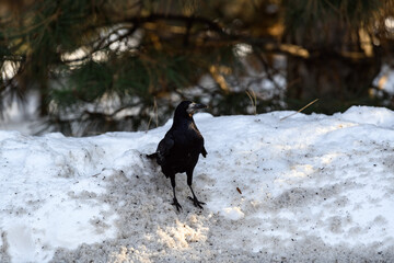Crow in a winter park. Birdwatching in the city.