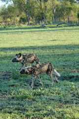 African Wild Dog in the Okavango Delta, a pack on the hunt