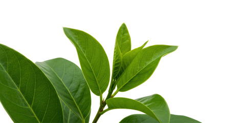 "Lush Greens: Detailed Botanical Leaf Illustration"