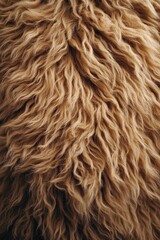 A detailed image of a sheep's fur, ideal for use in designs related to agriculture or nature