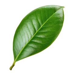 Obraz premium Close-up of a vibrant green leaf with intricate textures.