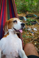 A cute beagle dog is lying down in the cradle.