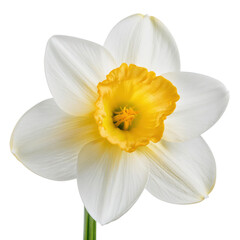Obraz premium A beautiful white daffodil flower with a bright yellow center.