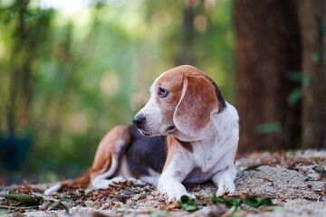 Cute beagle dog is lying on a pile of sand outdoor under the tree.