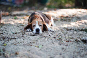 A cute beagle dog is sleeping on a pile of sand.