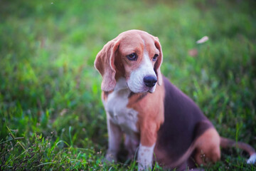 Portrait of a  cute  beagle dog sits on the green grass field