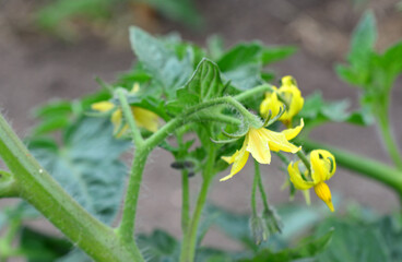 a close up of Tomato Blossoms