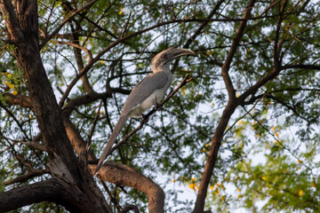 indian grey hornbill or Ocyceros birostris keoladeo national park forest bharatpur bird sanctuary rajasthan india asia bird perched on tree branch in natural green background in winter season safari