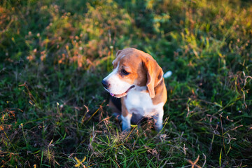 A  cute  beagle dog sitting outdoor on the green grass field