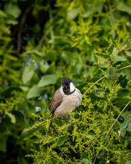 Himalayan bulbul or white cheeked bulbul or Pycnonotus leucogenys bird closeup or portait perched on branch in winter season safari at keoladeo national park bharatpur bird sanctuary rajasthan india