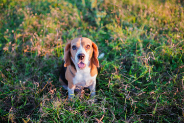 A  cute  beagle dog sitting outdoor on the green grass field