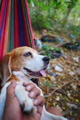 A cute beagle dog is lying down in the cradle.