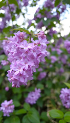 Lilac flowers spring blossom, blurry foreground, with white tones