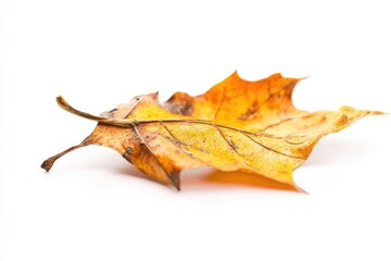 Naklejka premium A single leaf sits alone on a clean white surface, perfect for highlighting or emphasizing a message