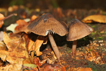 Pilz Risspilz, Ausgebuchteter Risspilz, Inocybe pseudodestricta