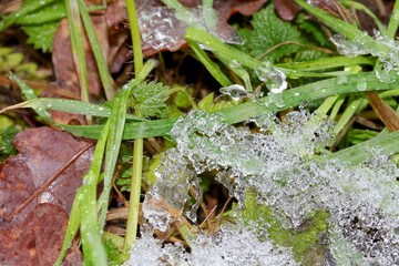 Eiskristalle auf Gräsern