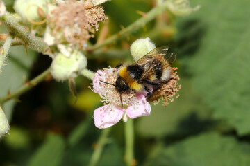 Eine Gartenhummel auf einer Brombeerblüte, Bombus hortorum 