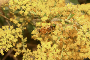 Eine Honigbiene sucht Nektar, Apis mellifera