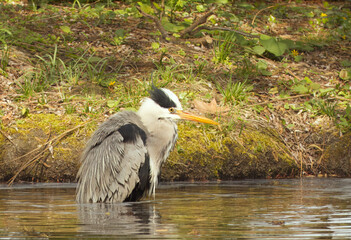 Heron grey taking a bath close to lake shore at Stromovka park in Prague in sunny spring day.