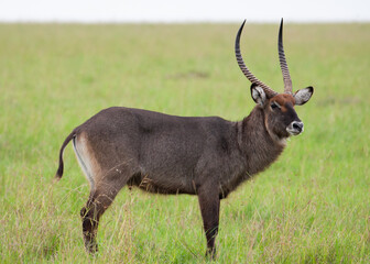 Obraz premium Ellipsen-Wasserbock im afrikanischen Grasland