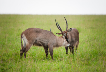 Ellipsen-Wasserböcke im Kampf um die Herarchie im afrikanischen Grasland
