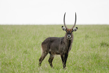 Ellipsen-Wasserbock im afrikanischen Grasland