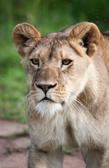 Fliegen schwirren um den Kopf einer Löwin in der afrikanischen Wildnis