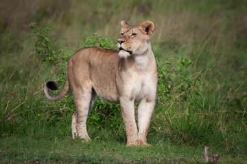 Portrait einer Löwin in der afrikanischen Wildnis
