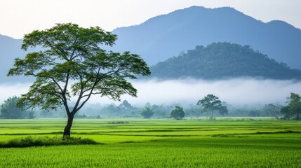 Tranquil Rice Paddy Landscape