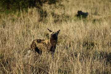 African Wild Dog in the Okavango Delta, a pack on the hunt