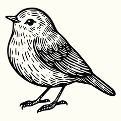 Bird Sketch Drawing Line Art Animal Wildlife