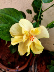 A vibrant yellow hibiscus blooms, its delicate petals radiating from a center adorned with bold red stamens, creating a striking contrast against the soft yellow.