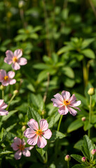 Obraz premium blooming pink flower in green spring garden nature banner background, isometry, with white tones