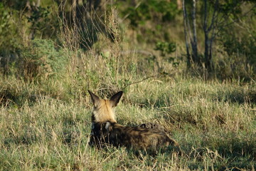 African Wild Dog in the Okavango Delta, a pack on the hunt
