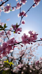 Spring time with cherry blossoms, Backlit, with white tones