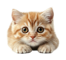 Playful shorthair cat background high fidelity cutout adorable expression close up view feline charm isolated on transparent background png