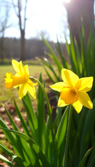 Obraz premium The spring cute yellow daffodils, Side lit, with white tones
