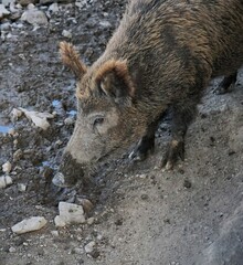 Close-up of a Eurasian wild boar in the mud with crusty brown fur and large tusks, Sus scrofa, Wild Swine, common wild pig.