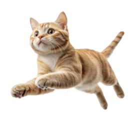 Energetic shorthair cat jumping transparent background high fidelity playful environment dynamic viewpoint feline concept isolated on transparent background png